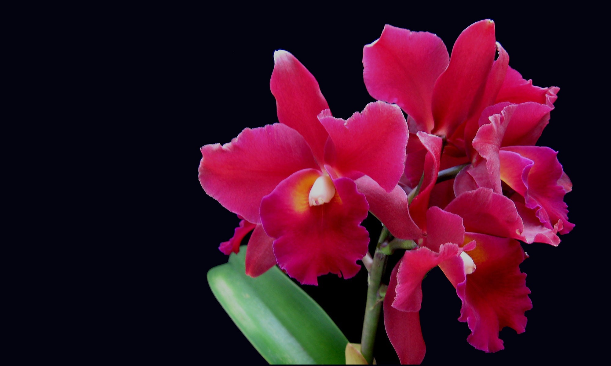 Olympic Orchids: A Q&A with Perfumer, Ellen Covey