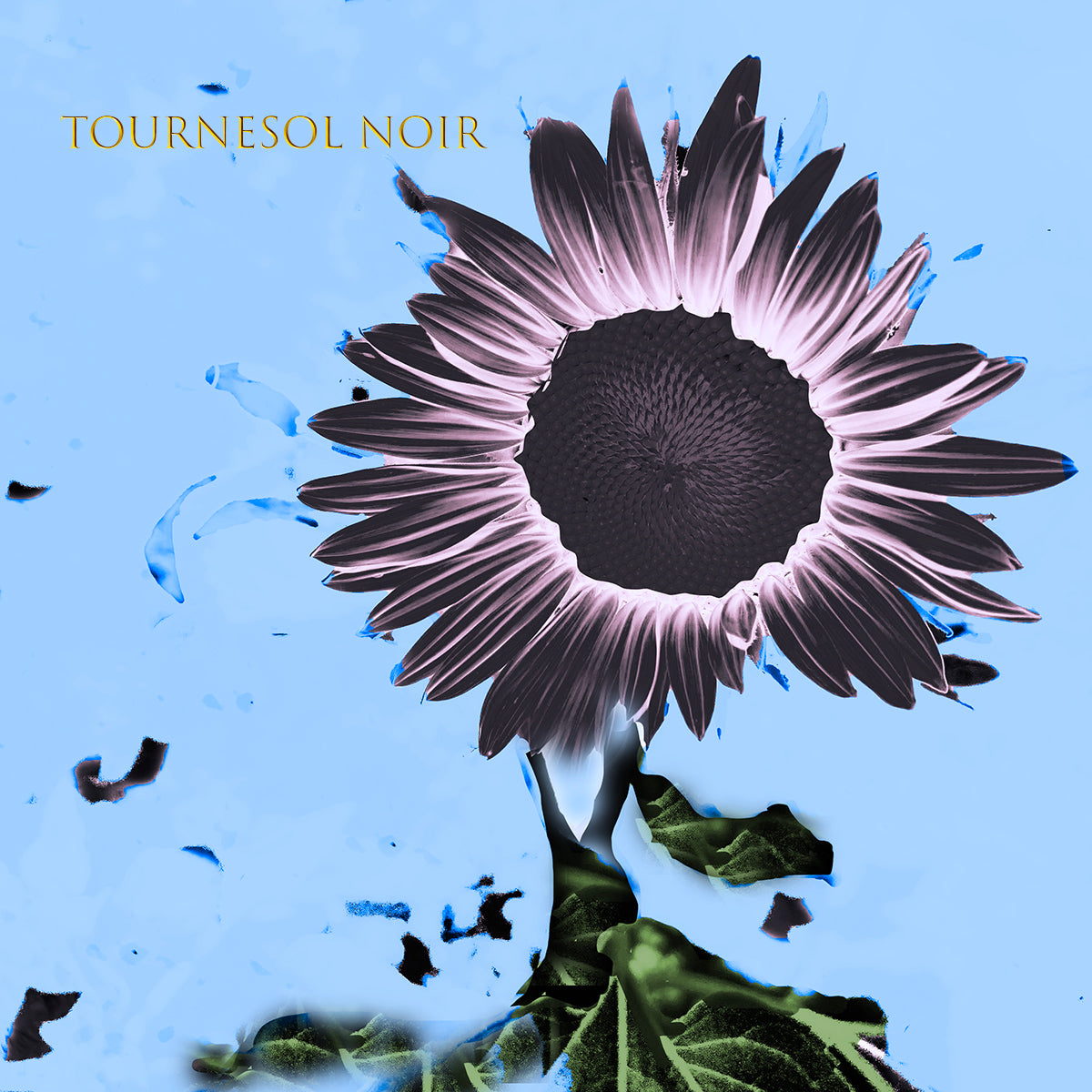 Tournesol Noir | DSH Perfumes | Olfactif