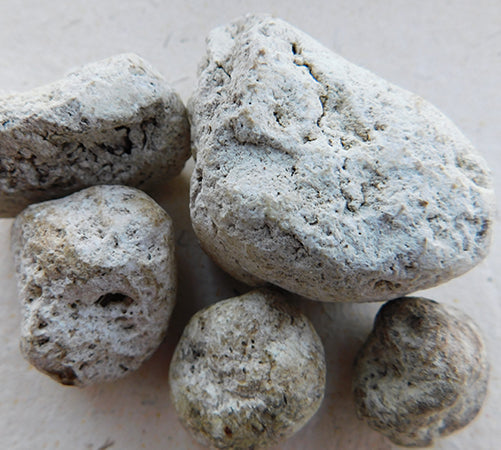 Ambergris. Floating Gold. Cetalox.