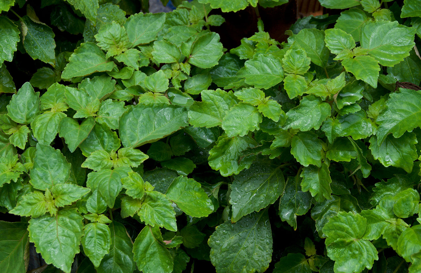 Hippies smell like patchouli clearance